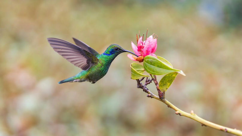 Unde cade accentul în cuvântul „colibri”?