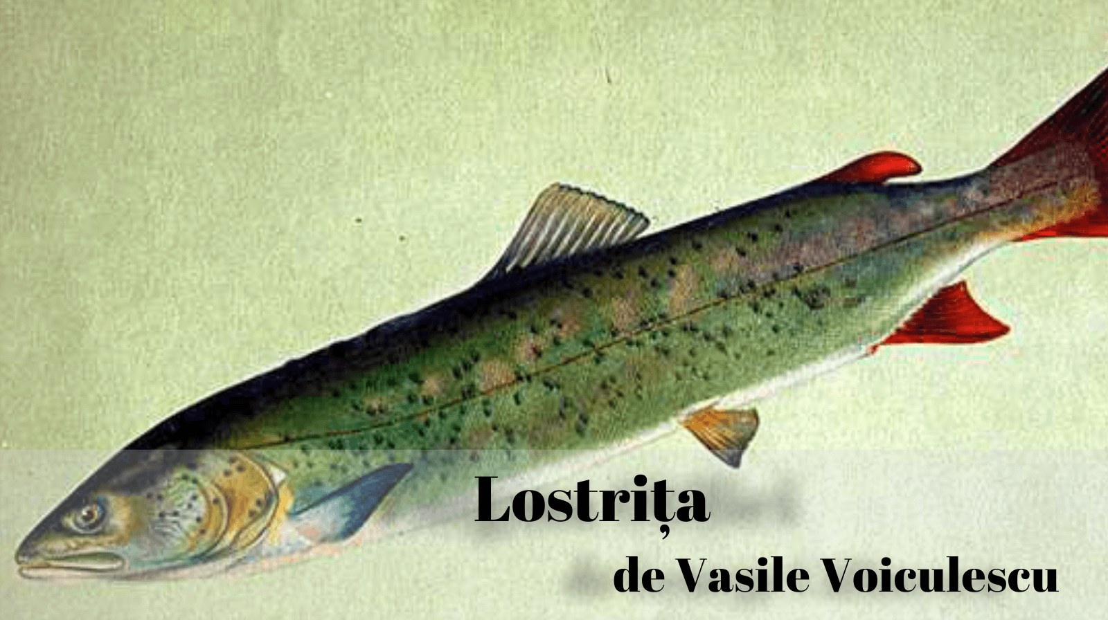 Rezumatul textului „Lostrița” de Vasile Voiculescu